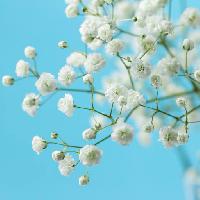 Pixwords η εικόνα με δέντρο, λευκό, άνθιση, λουλούδι, λουλούδια Melica