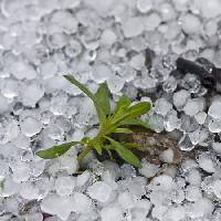 Pixwords η εικόνα με χάντρες, πάγος, βροχή, λουλούδι, πράσινο, εργοστάσιο Dantautan - Dreamstime
