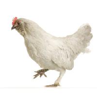 το κοτόπουλο, τα πόδια, τα ζωικά Isselee - Dreamstime