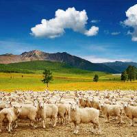 πρόβατα, πρόβατα, φύση, βουνό, ουρανός, σύννεφο, το ζωικό κεφάλαιο Dmitry Pichugin - Dreamstime