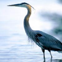 Pixwords η εικόνα με πουλί, ζώο, νερό Roim - Dreamstime