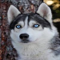 Pixwords η εικόνα με σκύλος, τα μάτια, μπλε, ζώο Mikael Damkier - Dreamstime