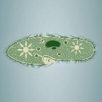Pixwords η εικόνα με αποτύπωμα, φύκια, πράσινο, αστέρι, μικροσκοπική, ιστό Vladimir Zadvinskii (Vladimiraz)