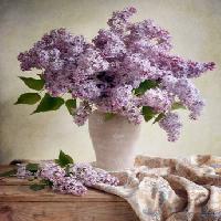 Pixwords η εικόνα με λουλούδια, βάζο, μοβ, τραπέζι, ύφασμα Jolanta Brigere - Dreamstime