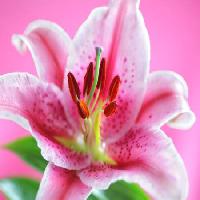 Pixwords η εικόνα με λουλούδι, ροζ Flynt - Dreamstime