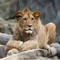 λιοντάρι, ζώο, άγρια, γάτα Marek Jelínek - Dreamstime
