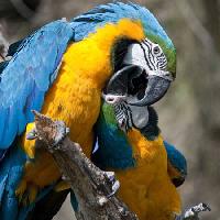 Pixwords η εικόνα με παπαγάλος, πουλί, χρώμα, τα πουλιά Marek Jelínek - Dreamstime