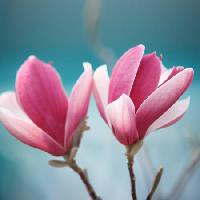 Pixwords η εικόνα με λουλούδι, ροζ Sofiaworld - Dreamstime