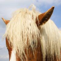 Pixwords η εικόνα με άλογο, κεφάλι, ζώο, αυτιά Raomn