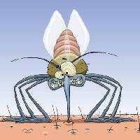 κουνουπιών, τα ζώα, τα μαλλιά, μύγες, την οικογένεια, τη μόλυνση, την ελονοσία Dedmazay - Dreamstime