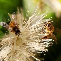 Pixwords η εικόνα με των μελισσών, τη φύση, μέλισσα, βάζο, λουλούδι Sheryl Caston - Dreamstime