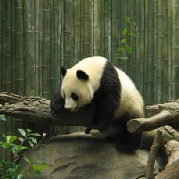 Pixwords η εικόνα με panda, αρκούδα, μικρό, μαύρο, λευκό, ξύλο, δάσος Nathalie Speliers Ufermann - Dreamstime