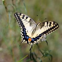 Pixwords η εικόνα με πεταλούδα, έντομο, ζώο Sergey  Galushko (Galdzer)
