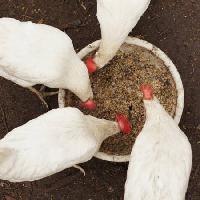 κοτόπουλα, τρώνε, τα τρόφιμα, μπολ, το λευκό, το σιτάρι, το σιτάρι Alexei Poselenov - Dreamstime