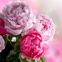 Pixwords η εικόνα με λουλούδι, λουλούδια, κήπος, τριαντάφυλλο Piccia Neri - Dreamstime