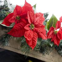 Αλεξανδριανά, λουλούδι, κόκκινο, κήπο, τα φυτά, τα Χριστούγεννα Jose Gil - Dreamstime