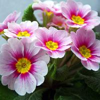 Pixwords η εικόνα με λουλούδια, λουλούδι, ροζ, λευκό, φύση Taina Sohlman (Taina10)