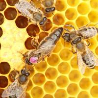 Pixwords η εικόνα με μέλισσες, κυψέλη, ζώα, έντομα, έντομο, ζώο, μέλι Rtbilder