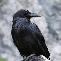 Pixwords η εικόνα με πουλί, μαύρο, κορυφή Matthew Ragen - Dreamstime
