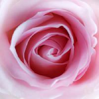 Pixwords η εικόνα με λουλούδι, ροζ Misterlez - Dreamstime