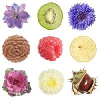 Pixwords η εικόνα με τα φρούτα, στρογγυλό, λεμόνι, ακτινίδιο, βατόμουρο, μύρτιλλο Tamara Kulikova - Dreamstime