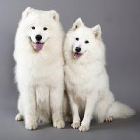 Pixwords η εικόνα με σκύλος, ζώο, λευκό Lilun - Dreamstime