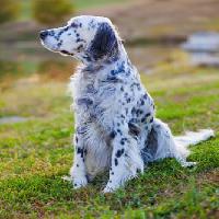 Pixwords η εικόνα με σκύλος, ζώο, κηλίδες, πράσινο, γρασίδι Alexey Stiop - Dreamstime