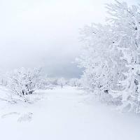 το χειμώνα, λευκό, δέντρο Kutt Niinepuu - Dreamstime