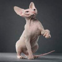 Pixwords η εικόνα με γάτα, ζώο, ξυρισμένος, ξυρισμένο Krissilundgren - Dreamstime
