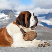 Pixwords η εικόνα με του σκύλου, το βαρέλι, βουνό Swisshippo - Dreamstime