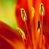 Pixwords η εικόνα με λουλούδι, κόκκινο, polen Sebastien Fremont - Dreamstime