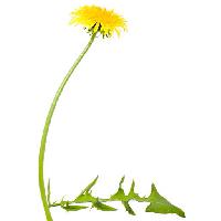 Pixwords η εικόνα με λουλούδι, λουλούδια, πικραλίδα, πράσινο, φύλλα, κίτρινο Chesterf