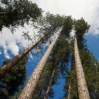 Pixwords η εικόνα με δέντρο, δέντρα, ουρανός, το ξύλο, τα σύννεφα Juan Camilo Bernal - Dreamstime