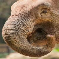 ατού, τη μύτη, τον κορμό, ελέφαντας Imphilip - Dreamstime