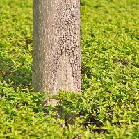 Pixwords η εικόνα με δέντρο, πράσινο, γρασίδι, φύλλα, ψηλός, φύση Vlarub - Dreamstime