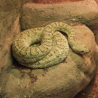 Pixwords η εικόνα με φίδι, ζώο, άγρια, ροκ, βράχοι John Lepinski (Acronym)