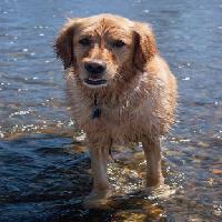 Pixwords η εικόνα με σκύλος, νερό, ζώο Emilyskeels22 - Dreamstime