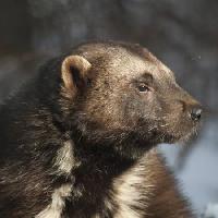 Pixwords η εικόνα με ζώο, αρκούδα, άγρια, άγρια ​​ζωή, γούνα Moose Henderson - Dreamstime